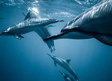 开云下载-北京国安德籍体育总经理：希望稳扎稳打